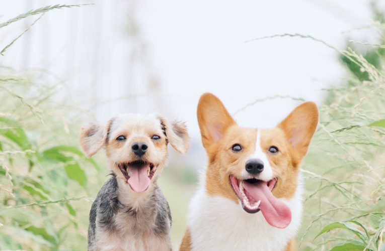 Preventing Home Dog Fights in Delray Beach